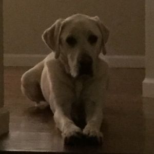 Meet your Posher, Josh